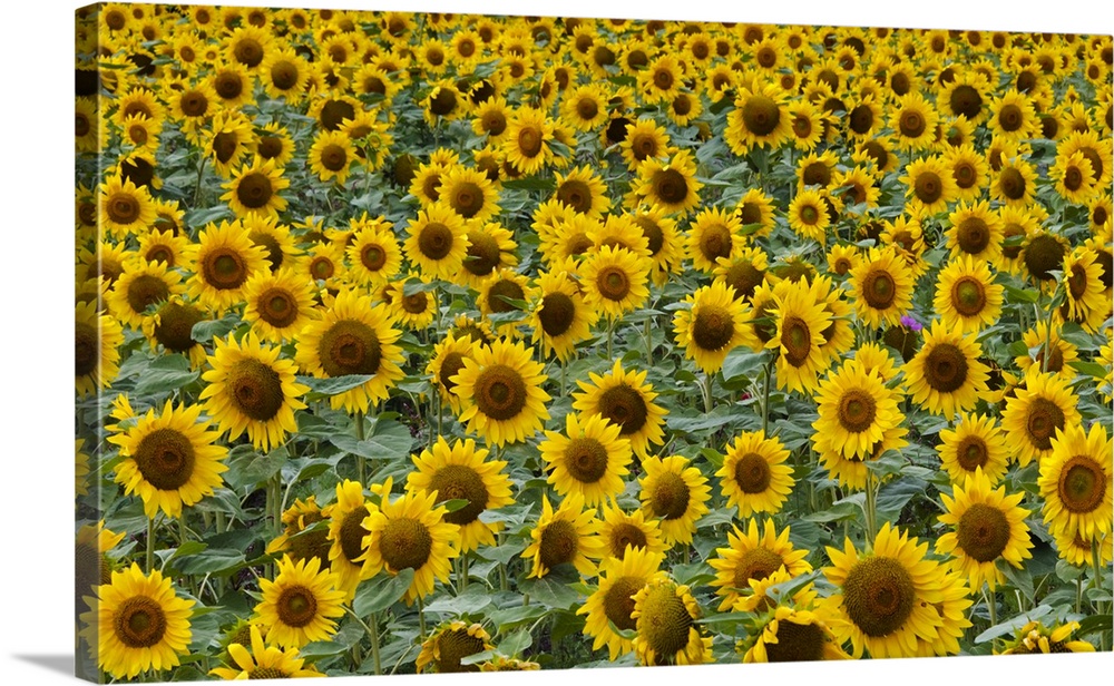 Sunflowers in the flower farm, Furano, Hokkaido Prefecture, Japan