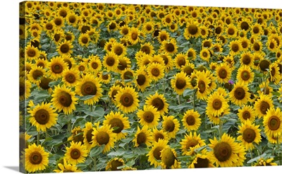 Sunflowers In The Flower Farm, Furano, Hokkaido Prefecture, Japan