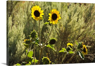 Sunflowers, Painted Hills, Mitchell, Oregon, USA