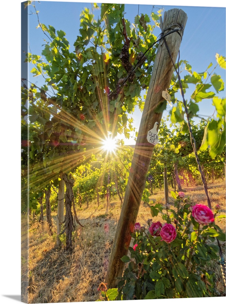 Bright sunlight streaming through the grape vines lined with pink roses at Red Willow Vineyard. (PR)