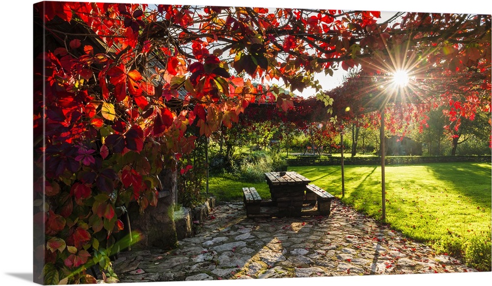 Sunlight through autumn grape vines, Korana Village, Plitvice Lakes National Park, Croatia.