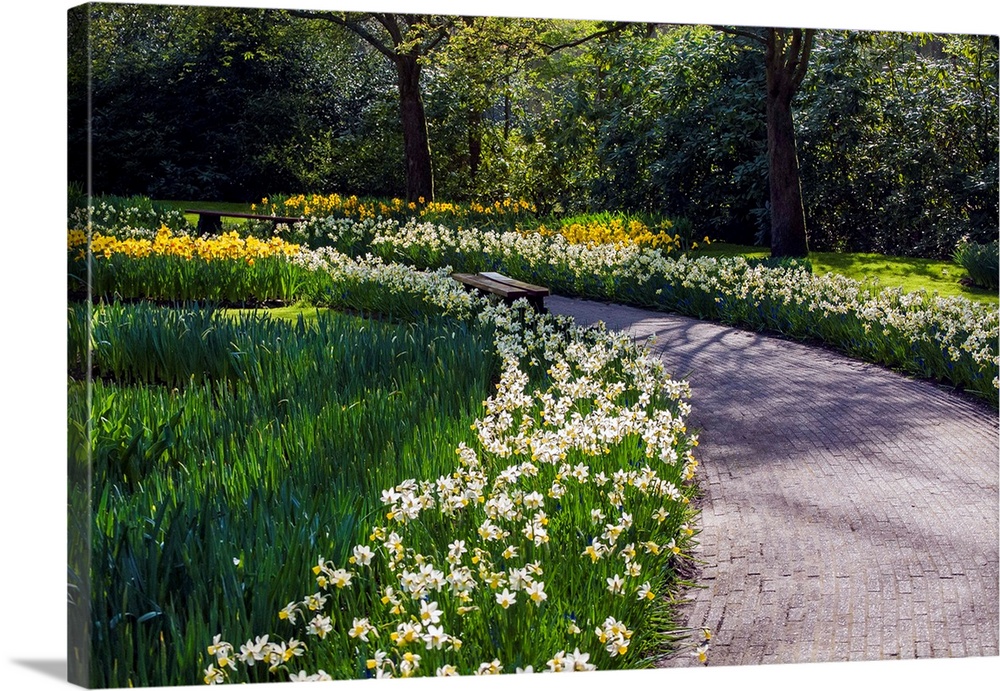 Sunlit path in daffodil garden.