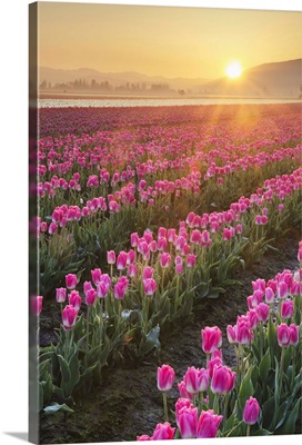Sunrise Over The Skagit Valley Tulip Fields, Washington State