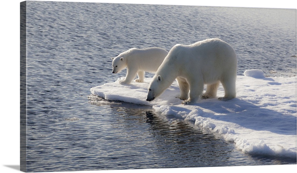 Svalbard. Mother and child Polar Bears.