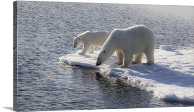 Svalbard, Mother and child Polar Bears