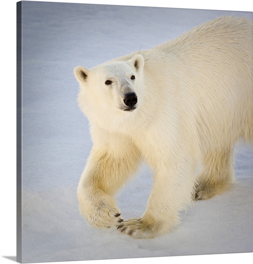 Svalbard, Norway. Close-up of a Polar Bear walking.