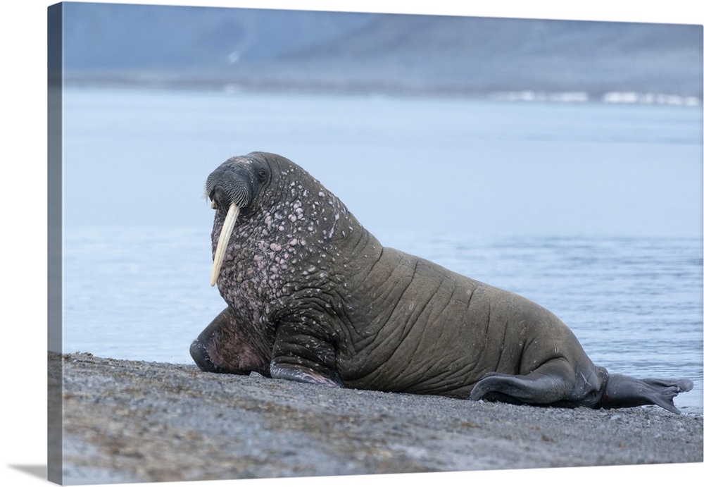 Svalbard, Spitsbergen, a one-tusked walrus hauls out onto the shore.