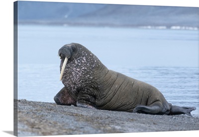 Svalbard, Spitsbergen, A One-Tusked Walrus Hauls Out Onto The Shore