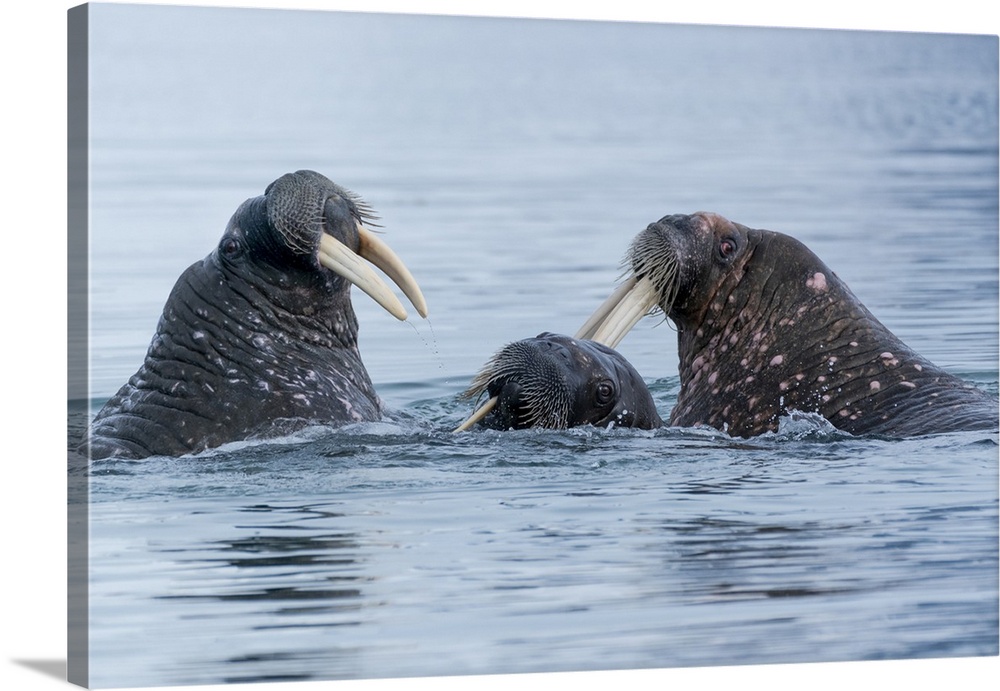 Svalbard, Spitsbergen. Three walrus playing together in the water.