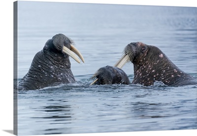 Svalbard, Spitsbergen, Three Walrus Playing Together In The Water