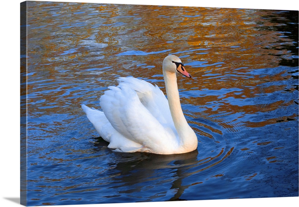 Swan in Keukenhof Gardens.