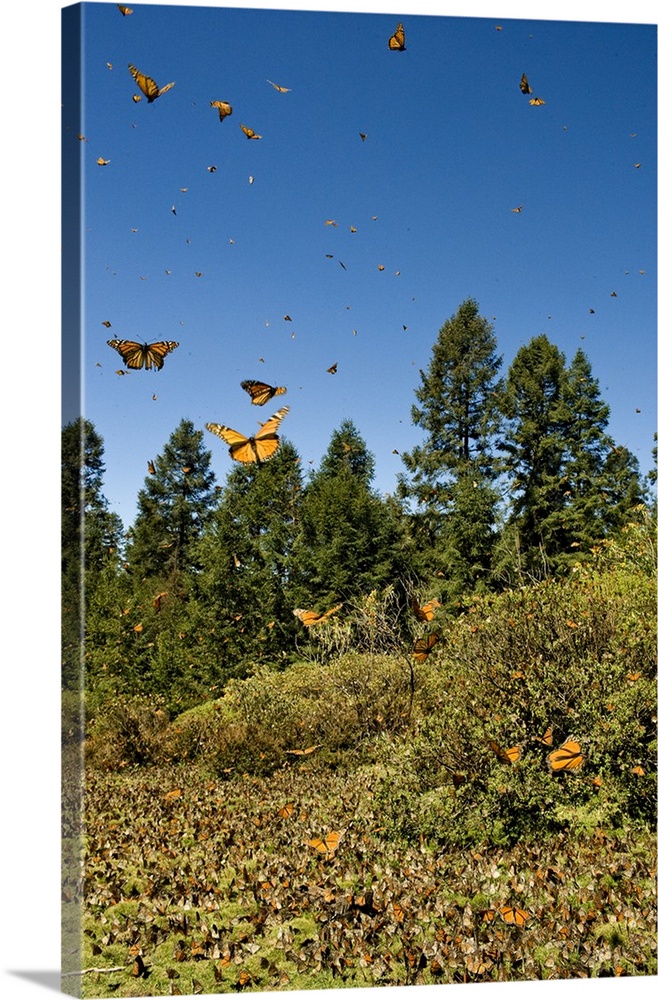Swarm of Monarch Butterflies in flight and in meadow, El Rosario Monarch Butterfly Reserve, Michoacan, near Angangueilo, M...