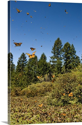 Swarm of Monarch Butterflies, El Rosario Monarch Butterfly Reserve, Michoacan, Mexico