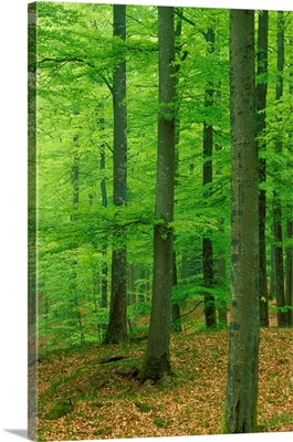 Sweden. Beech (Fagus Sylvatica) Forest