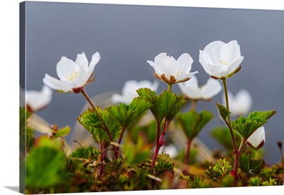 Sweden, Norrbotten, Abisko, Stordalen Nature Preserve, Flowering Cloudberry Plants
