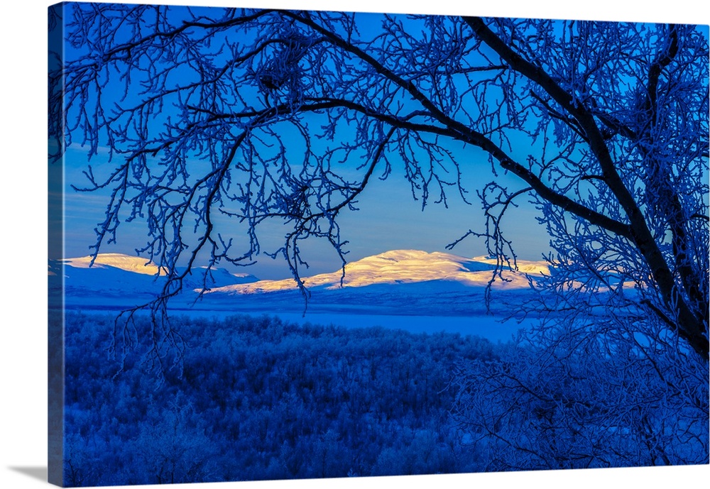 Sweden, Norrbotten, Abisko. Winter light over frosted birch forest and Torne Lake.