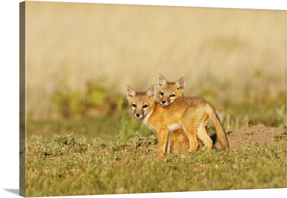 Swift Fox (Vulpes macrotis) young at den burrow, afternoon, Pawnee National Grasslands, eastern Colorado, USA, May