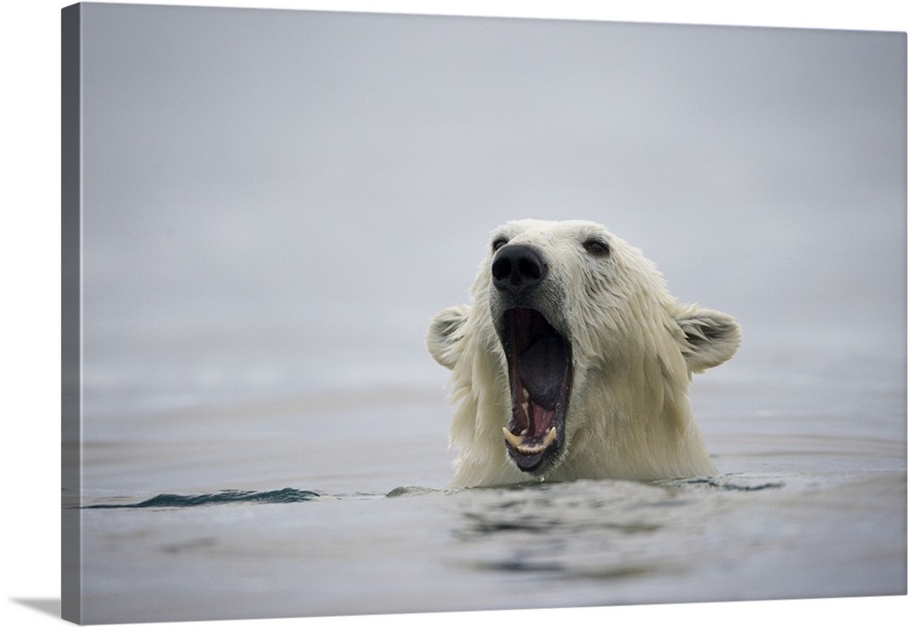 Norway, Svalbard, Polar Bear (Ursus maritimus) opens mouth and displays teeth while swimming near Half Moon Island on summ...