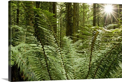 Sword ferns carpeting forest floor, Harrison Mills, British Columbia