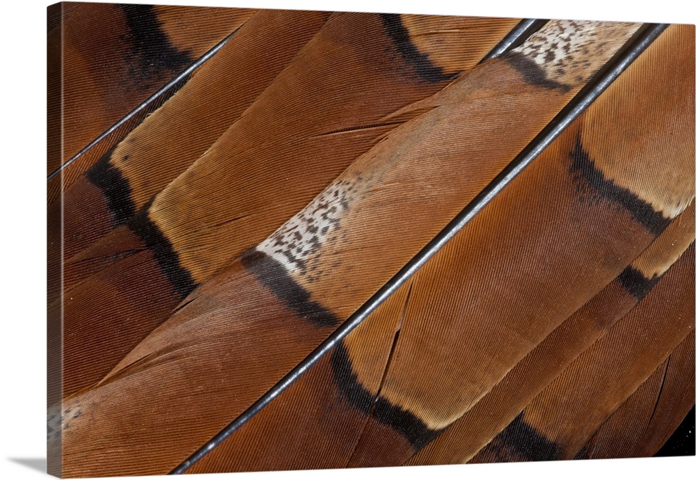 Tail feathers of Copper pheasant (Syrmaticus soemmerringii).