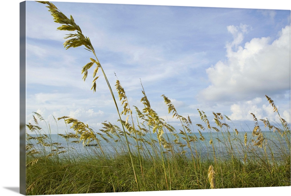 tall grasses on beach front in Blue Hills Area, Provodenciales, Turks and Caicos, Caribbean