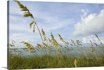 Tall grasses on beach front, Blue Hills, Provodenciales, Turks and Caicos Islands