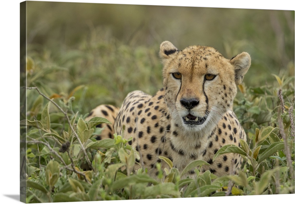 Tanzania, Ngorongoro conservation area, adult cheetah (Acinonyx Jubatas) catches its breath after chasing down wildebeest ...