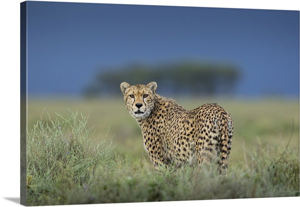Tanzania, Ngorongoro conservation area, adult cheetah (Acinonyx Jubatas) walking through grass with threatening storm clou...