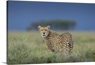 Tanzania, Adult Cheetah Walking Through Grass On Ndutu Plains