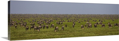 Tanzania, Wildebeest