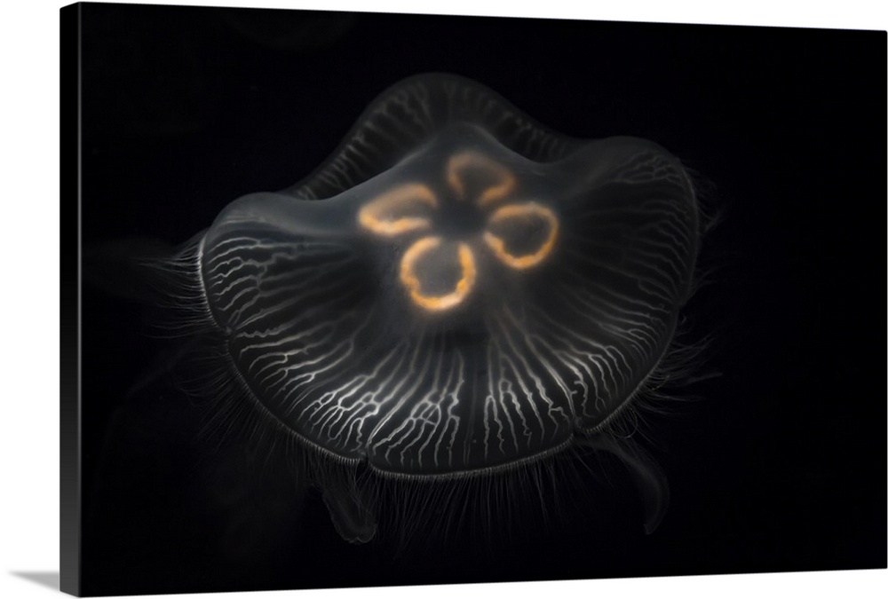 USA, Tennessee, Chattanooga. Moon jellyfish in aquarium.