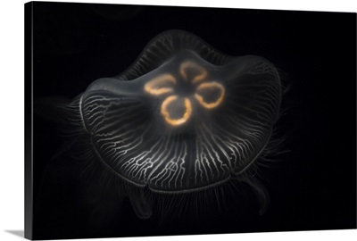 Tennessee, Chattanooga. Moon jellyfish in aquarium