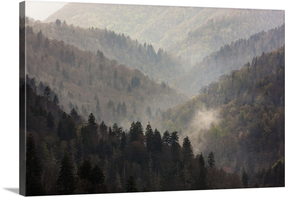 USA, Tennessee, Great Smoky Mountains National Park. Mist rises in a valley of tree-lined ridges.