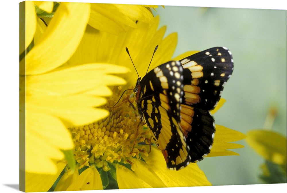 USA, Texas, Brooks County.Border patch butterfly on cowpen daisy.Chlosyne lacinia)