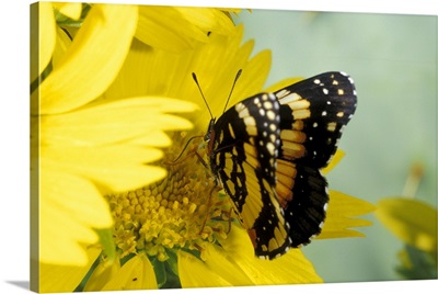 Texas, Brooks County Border patch butterfly on cowpen daisy Chlosyne lacinia)