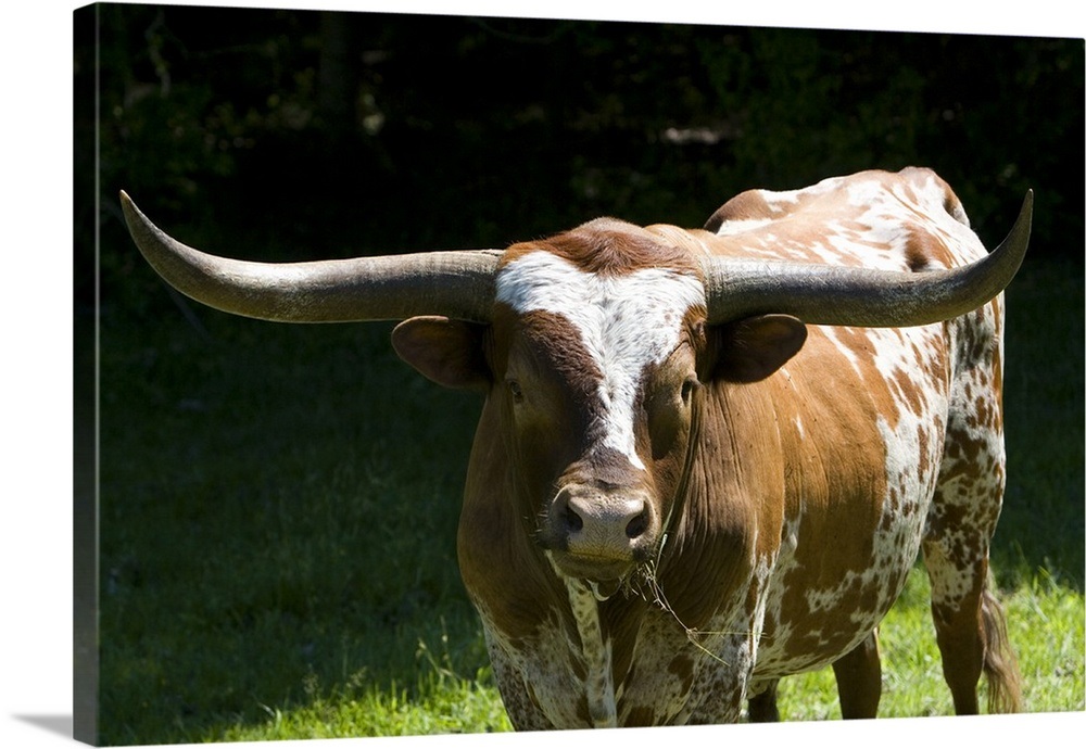 Texas longhorn bull in Washington County, Texas Wall Art, Canvas Prints