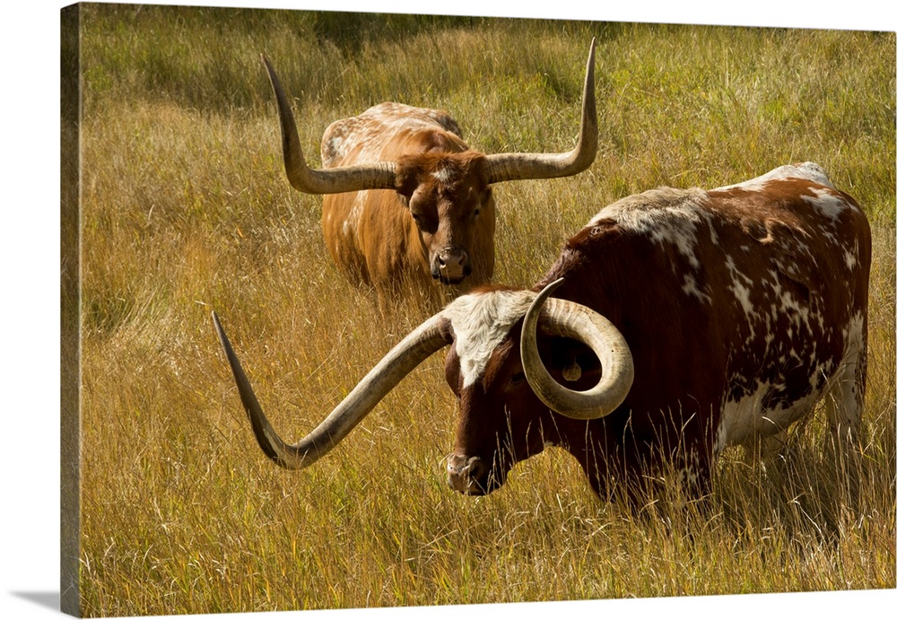 Texas longhorn, Custer, South Dakota, USA