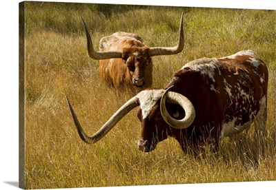 Texas Longhorn, Custer, South Dakota, USA