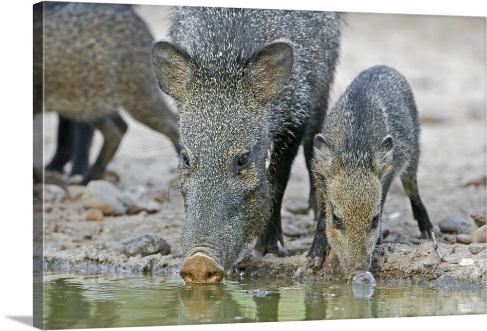 Texas, Rio Grande Valley. Javelina adult and juvenile drinking at water hole.