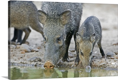 Texas, Rio Grande Valley, Javelina adult and juvenile drinking at water hole