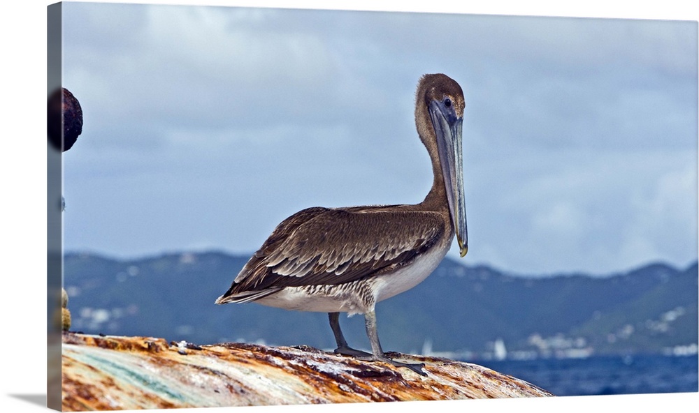 The Brown Pelican ( Pelecanus Occidentalis )