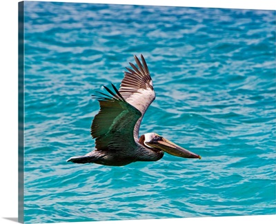 The Brown Pelican (Pelecanus Occidentalis)