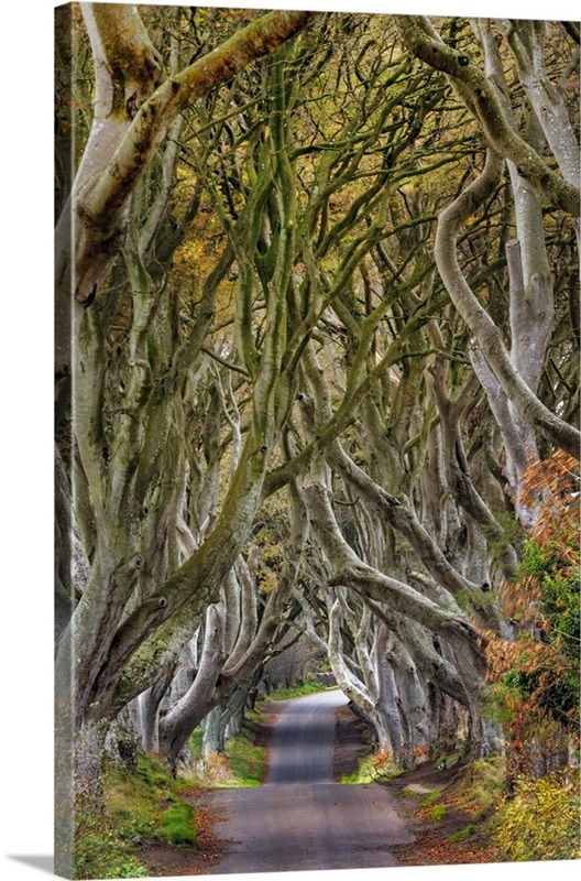 The Dark Hedges In County Antrim, Northern Ireland Wall Art, Canvas