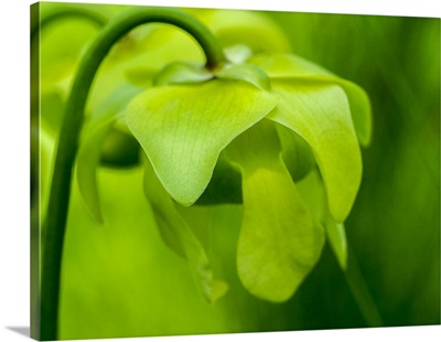 The Green Flowers Of The Pitcher Plant, Sarracenia, A Carnivorous Plant