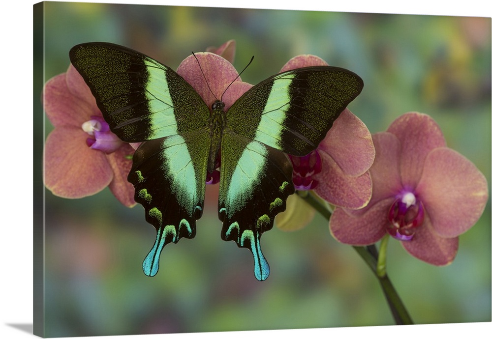 The Green Swallowtail Butterfly, Papilio blumei.