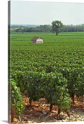 The Les Genevrieres vineyard in Meursault, Bourgogne