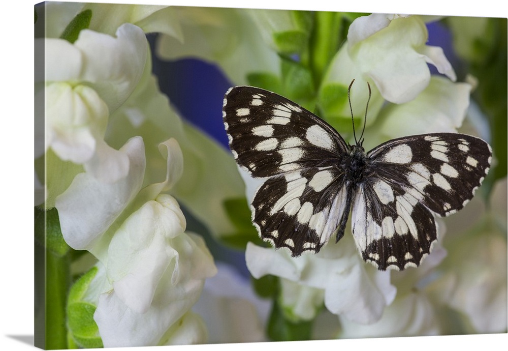 The marbled white butterfly, Melanargia galathea from Europe.