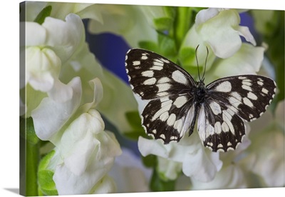 The marbled white butterfly, Melanargia galathea from Europe
