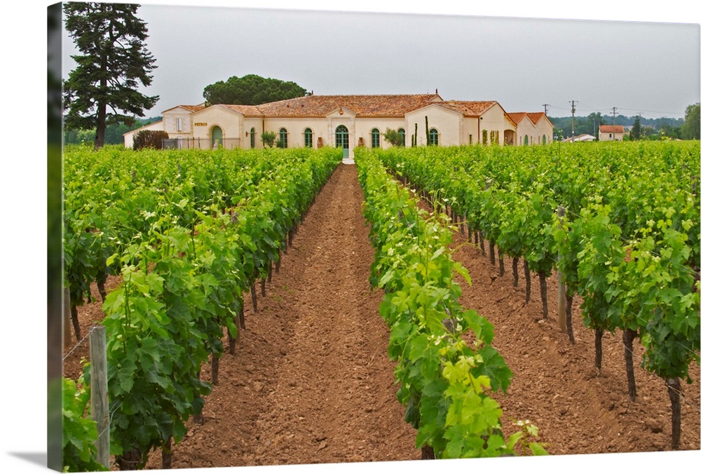 The newly renovated Chateau Petrus seen across its vineyards planted with rows of Merlot vines  Pomerol  Bordeaux Gironde ...