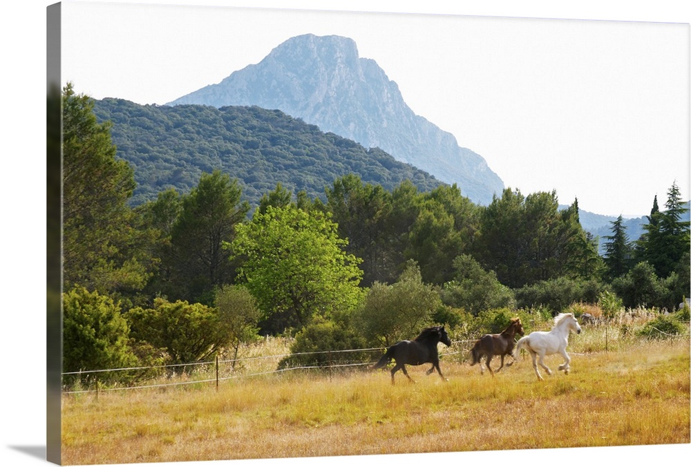 The Pic St Loup Mountain Top Peak, Languedoc. Horses Running Free In A Field, France